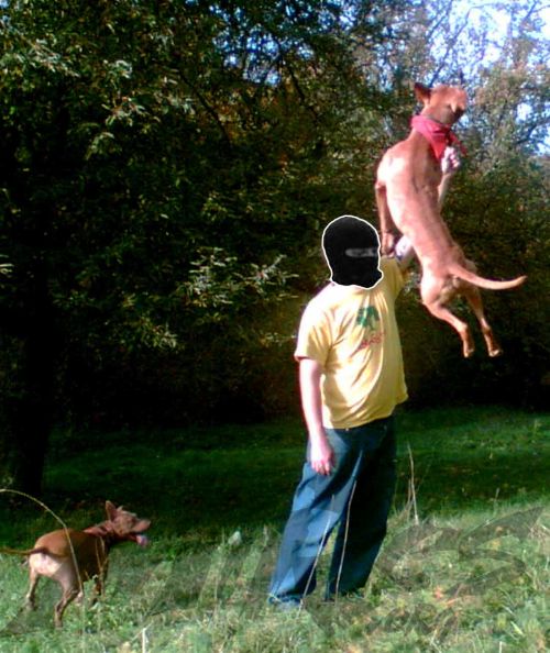 ZIBBI: MI_PERROS